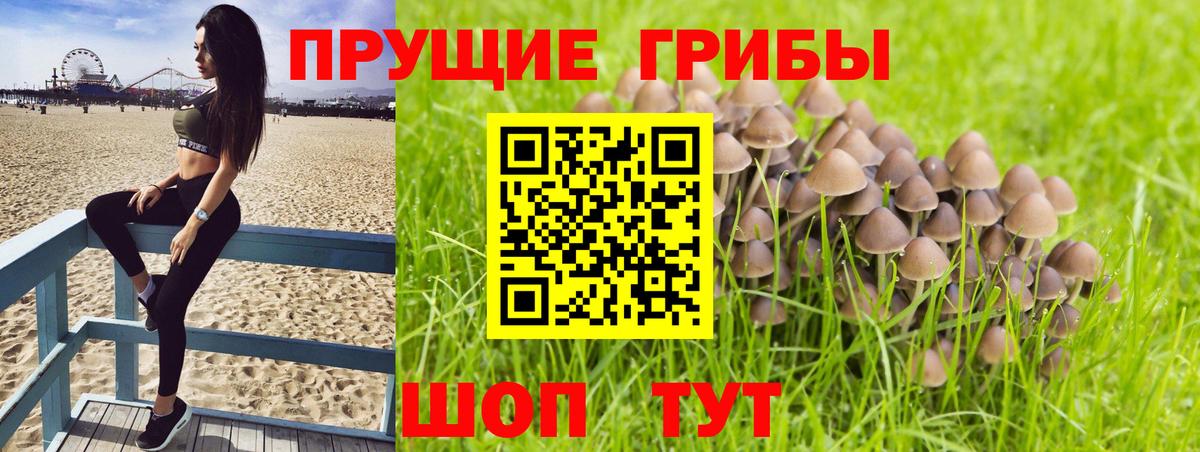 Псилоцибиновые грибы Psilocybine cubensis Нерюнгри